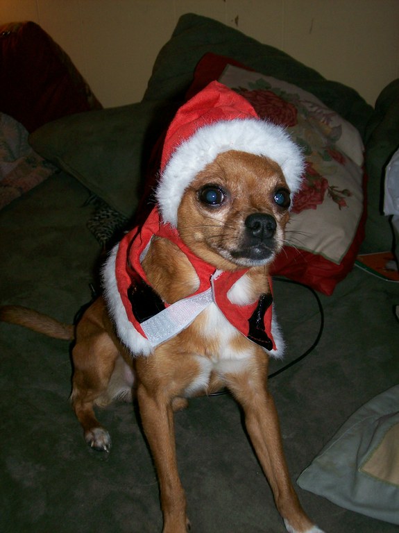 Holiday Pip (aka Sonic the Hedgedog)